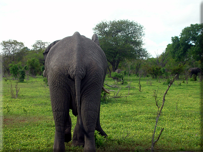 foto Parco nazionale del Chobe